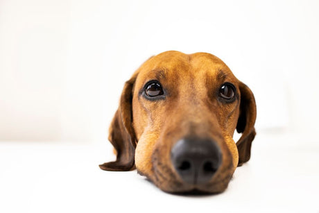 Can Dog Bones Cause Constipation?