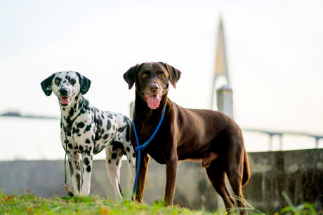 Are Collagen Sticks OK for Dogs?