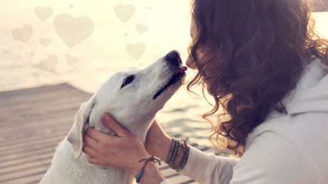 5 Undeniable Signs Your Dog Loves You