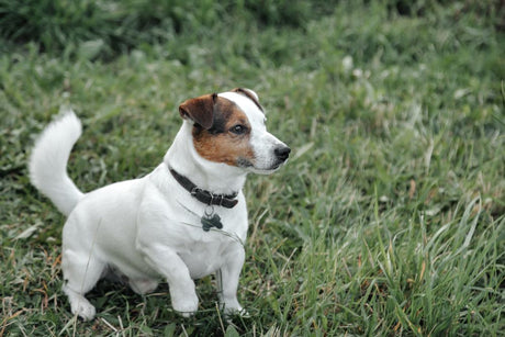 Will Dogs Digest Chicken Bones?