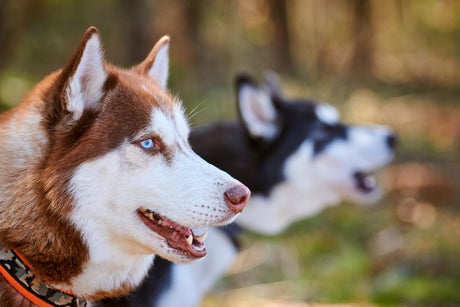 What Dental Sticks Are Best for Dogs?