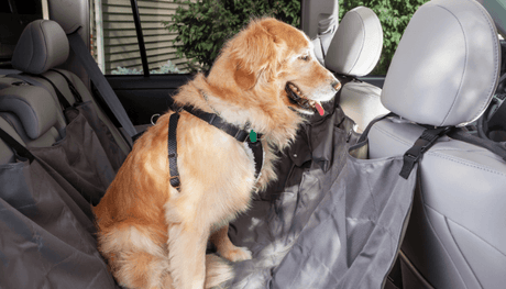 How to Travel Safely With Your Dog in the Car
