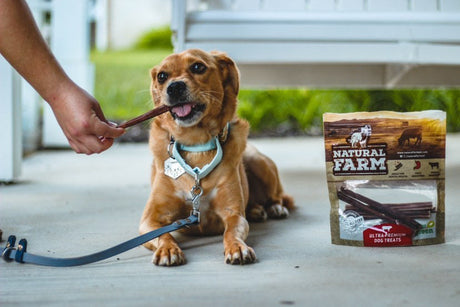 How to Introduce New Chews with Your Dog’s Safety in Mind