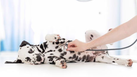 5 Common Reasons Dogs Need to See the Vet