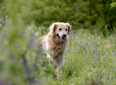 Can Dog Treats Cause Seizures?
