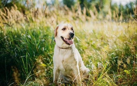 Can Dog Bones Grow Mold?