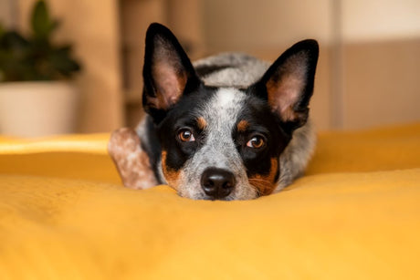 Can Dog Bones Cause Bloody Stool?