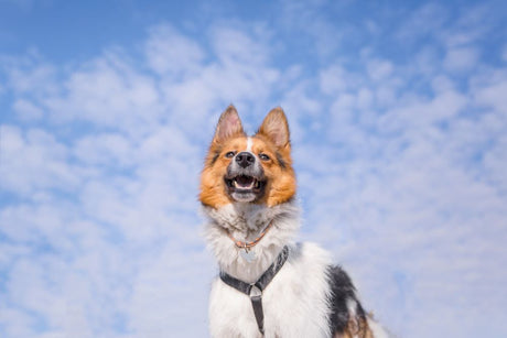 Can Dog Treats Cause Diabetes?