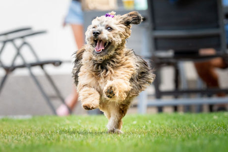Where Do Dog Bones Come From?