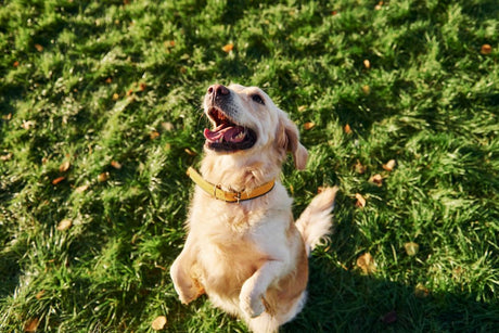 How Do Dog Dental Chews Work?