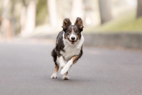 Why Are Collagen Sticks Good for Dogs?