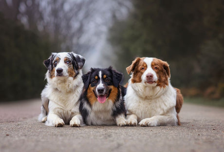 Why Do Dog Treats Taste Bad?
