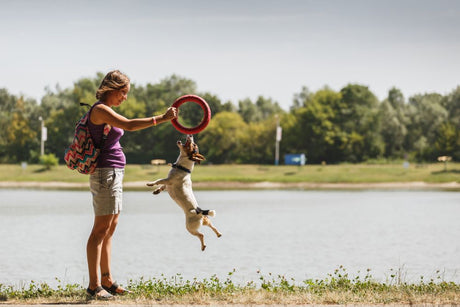 Which Dog Chews to Avoid?