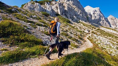 7 Safety Tips for Hiking with Your Dog