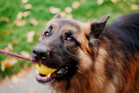 Can Bully Sticks Cause Seizures?