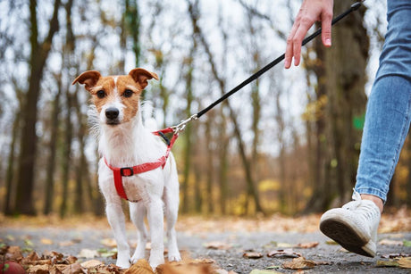 Which Dog Treats Are Safe?