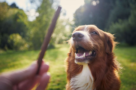 Can Dogs Eat Collagen Sticks?