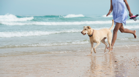 Top 5 Dog-Friendly Destinations in the U.S.