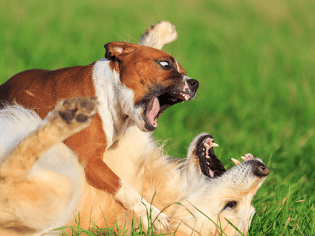 Why Is My Dog Aggressive Towards Other Dogs?