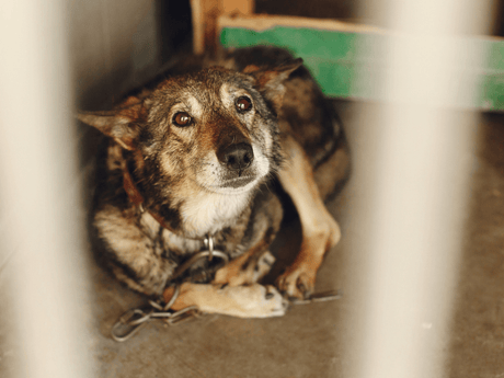 How to Raise Awareness About Animal Cruelty