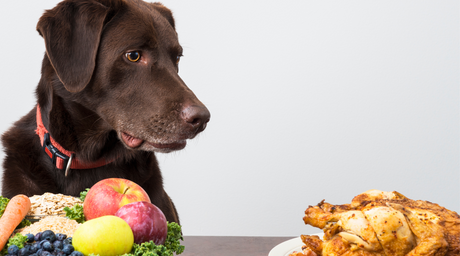 How to Find the Perfect Treats to Please Your Picky Pup