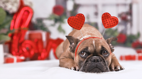 How to (Shamelessly) Celebrate Valentine’s Day With Your Pup | Gifts And Activities For Your Dog This Valentine’s Day—Natural Farm