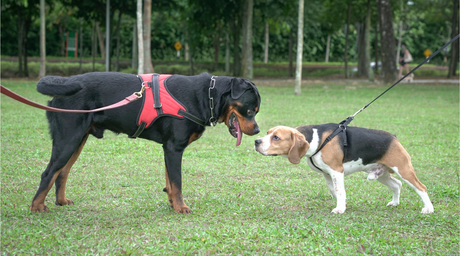 A Comprehensive Guide to Socializing Dogs—Natural Farm