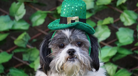 How to Keep Your Dog Safe on St. Patty's Day—Natural Farm