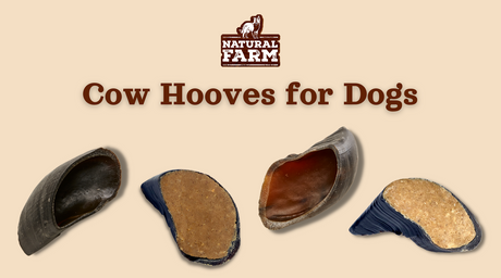 Should You Give Your Dog Cow Hooves? All the Benefits of Standard and Stuffed Hoof Dog Chews—Natural Farm