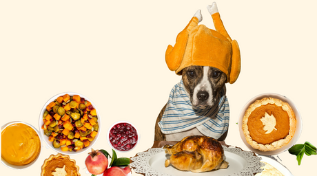 Happy and hungry dog patiently awaits a thanksgiving feast filled with dog-friendly foods and ingredients