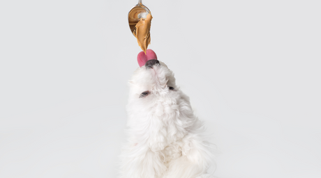 Dog happily licks and accepts delicious peanut butter from a spoon