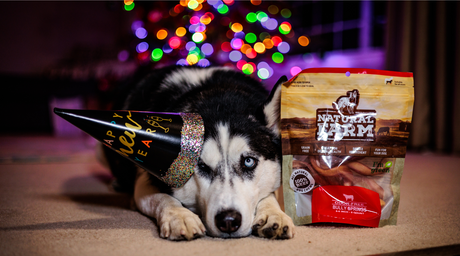 Happy and calm dog celebrates New Year's Eve with healthy Natural Farm Pet dog chews