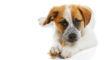 Dogs Chews on Potentially Dangerous Rawhide Bone, and Why You Should Avoid Rawhide for Dogs