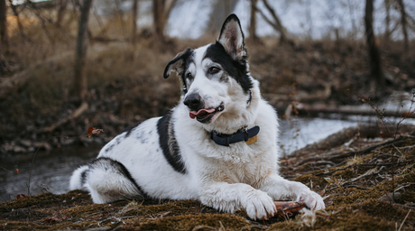 Dog expresses their natural instinct and enjoys a healthy, all-natural beef marrow bone from Natural Farm outdoors