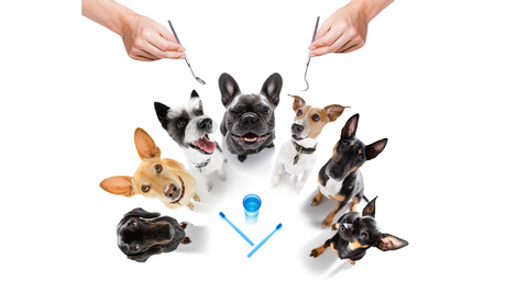 Dogs sit in a semicircle awaiting dental care, but dental care goes beyond brushing a dog's teeth. You can offer them healthy, all-natural dental treats to assist with proving your pup with good dental care and hygiene.