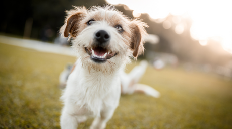 Top Chews For Light Chewers and Dogs With Sensitive Teeth