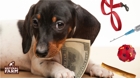 Image depicts a happy dog and items that new dog owners need to purchase and budget for when getting a new dog, including healthy, all-natural dog chews from Natural Farm
