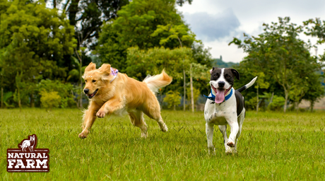 Preventing Overheating: Summer Safety for Dogs