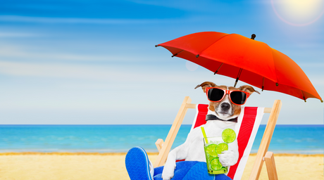 Our Favorite Dog-Friendly Summer Recipes