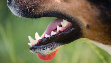 5 Reasons Why Canine Dental Health is So Important
