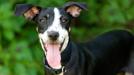 5 Responsibilities That Come With Adopting a Dog