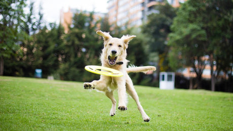 The Importance of Playing with Your Dog