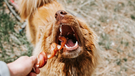 Why Your Dog is Chewing, and How to Redirect This Natural Instinct