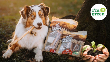 Your Dog’s Favorite Treats: Doing Good for the Earth and Others