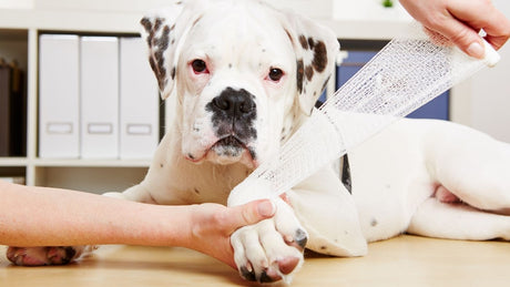 How to Spot a Sprained Leg in Dogs
