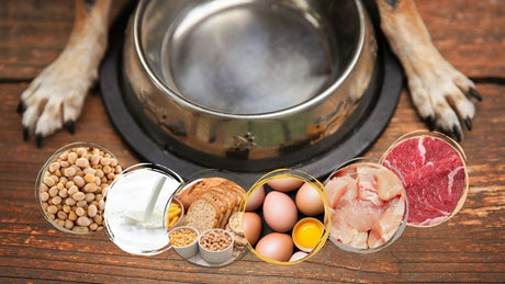 Common Food Allergies in Dogs (and how to spot them)