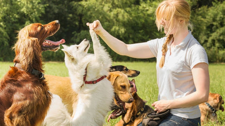 7 Signs That It’s Time to Hire a Dog Trainer