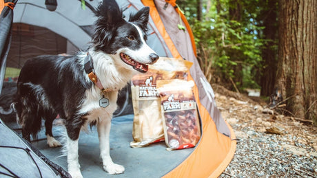 6 Practical Tips for Camping With Dogs
