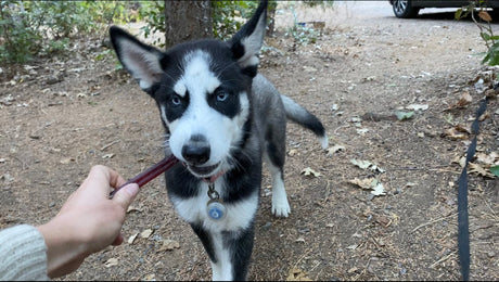Why Are Dog Chews Good for Puppies?