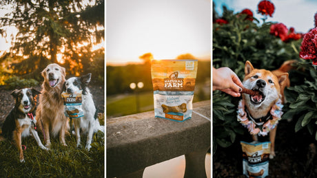 Dental Treats for Dogs: What Are The Best Dog Dental Chews